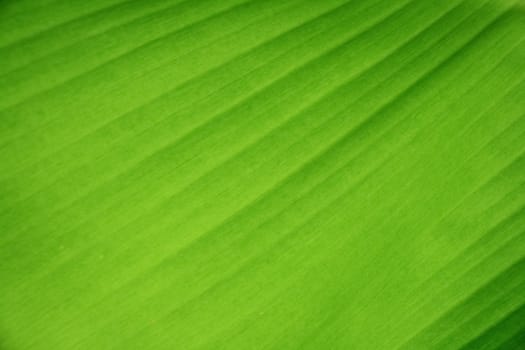 A green banana leaf background with lines