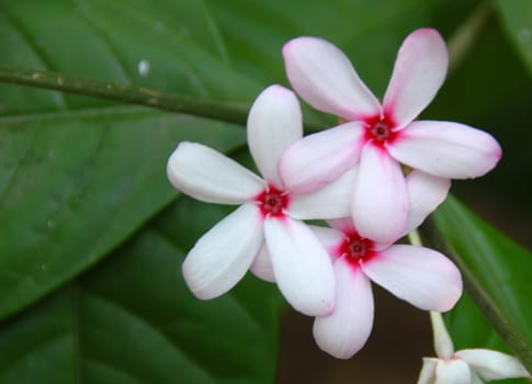 closeup of a Pink white Flower cluster