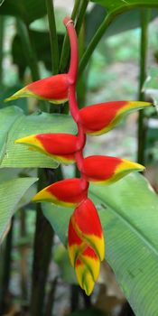 closeup of Heliconia Lobster claw orange yellow Flower in bloom