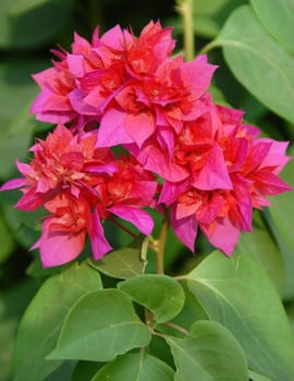 pink bougainvillea plant with flowers growing on plant