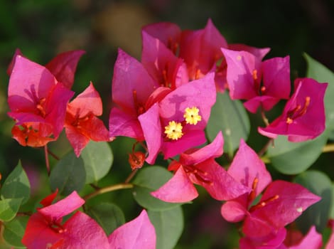 pink bougainvillea plant with flowers growing on plant