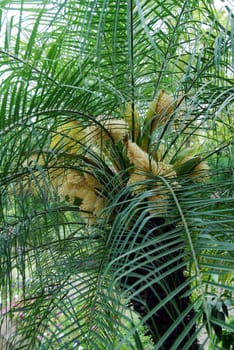 closeup of green date palm tree with white flowers