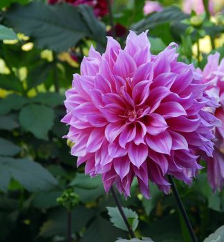 Pink Dahlia Flower in bloom