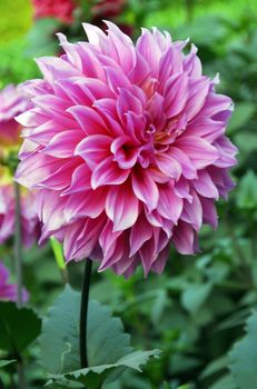 Pink Dahlia Flower in bloom