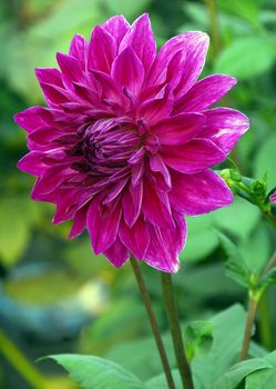 Pink Dahlia Flower in bloom