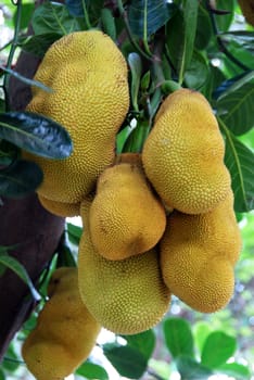 green ripe Jack fruit cluster on tree