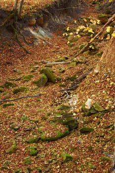 Hollow in the woods. Limestones covered with green moss among the fallen leaves