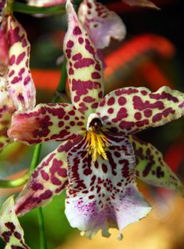 isolated closeup of purple white cambria Orchid flower