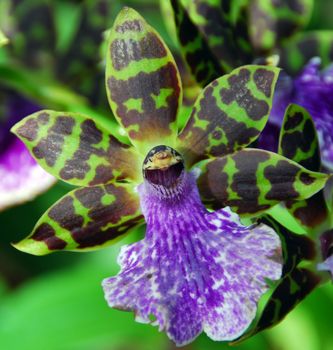 isolated closeup of violet green cambria Orchid flower