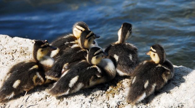 brown hairy newborn Mallard Duck babies near pond