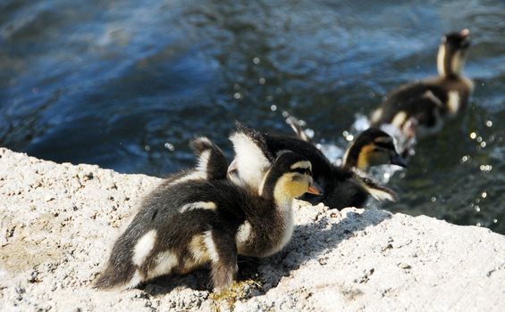 brown hairy newborn Mallard Duck babies near pond