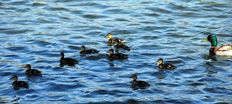 brown Mallard Duck Family including male and babies