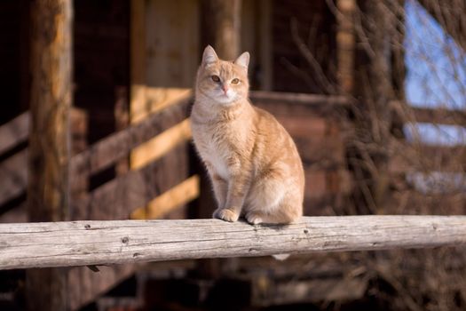 Tabby cat sitting on a porch of a country house
