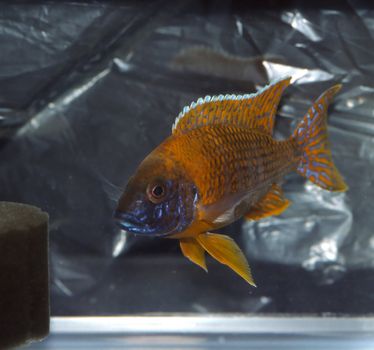 Cichlids are fishes from the family Cichlidae in the order Perciformes.