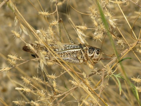 Grasshopper and plant