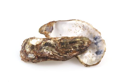 Empty oyster shells on a white background.