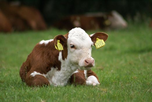 A hereford calf lying in meadow.