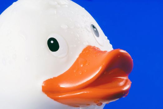 Rubber duck isolated on a blue background.