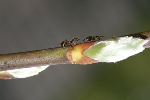 Close up of two ants walking on a branch.