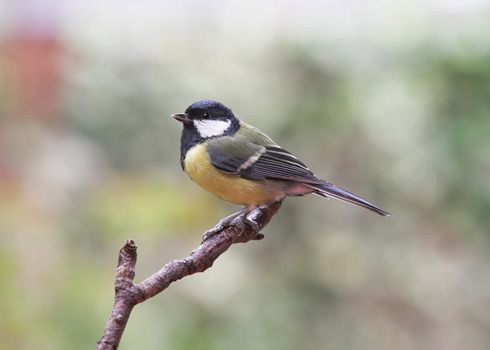 Garden Bird - Great Tit - Parus major