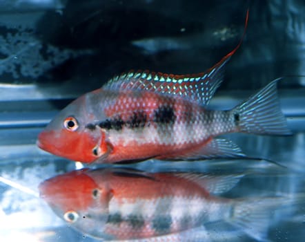 Cichlids are fishes from the family Cichlidae in the order Perciformes.