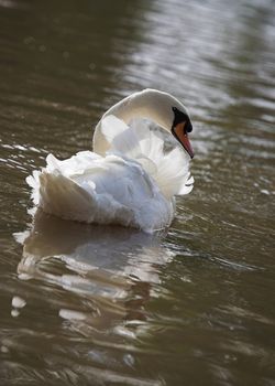 A mute swan, backlit and reflected in the river.