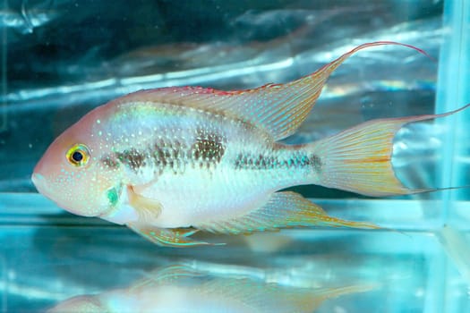 Cichlids are fishes from the family Cichlidae in the order Perciformes.