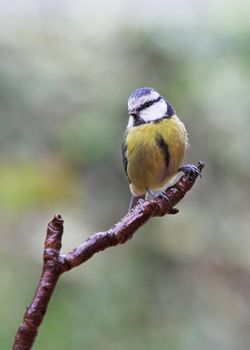 Bird - Blue Tit - Carus Caeruleus