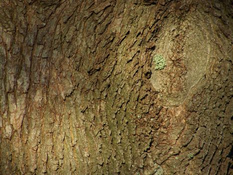 detail of a tree structure