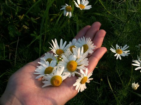 detail of an open hand and camomile