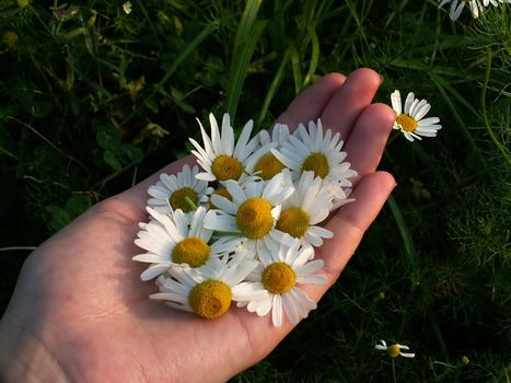 detail of an open hand and camomile