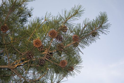 Pines cones on the evergreen ready to drop to the ground.