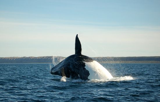 Southern Right Whale diving