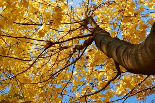 Crown of maple tree with bright yellow autumn leaves. View from below