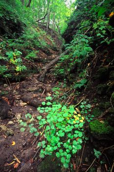 Lush vegetation at Kishwaukee Gorge Forest Preserve in Illinois.