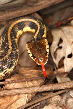Garter Snake (Thamnophis sirtalis) with extended tongue in northern Illinois.