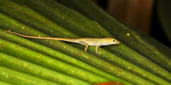 A Green Anole (Anolis carolinensis) sits on a palmetto frond in Florida.