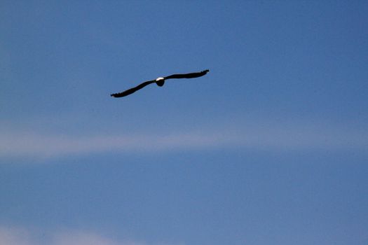 Hawk flying high above at sunset on cloud background