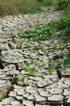 Morning glory growing on dry and cracked ground