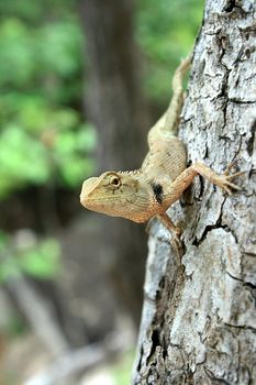 Closeup of common tree lizard