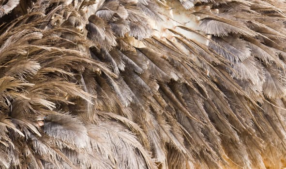 Ostrich fur texture