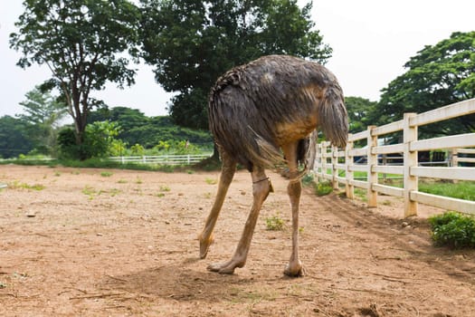 Ostrich in farm