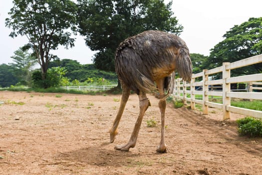 Ostrich in farm