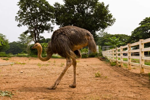 Ostrich in farm