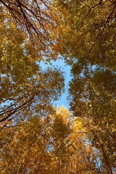 Crown of various autumn trees against the background of blue sky. View from below