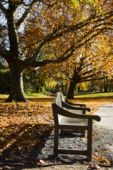 Park with colorful plane trees and garden-bench in autumn 