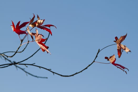 Last red leaves on a tree in autumn dancing in the wind