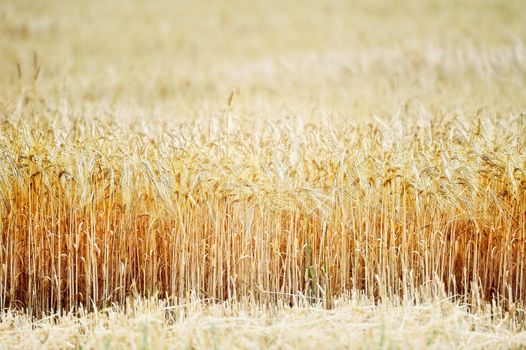 Golden wheat field illuminated by bright sunshine