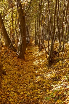 Ravine in the autumn woods covered with fallen maple leaves