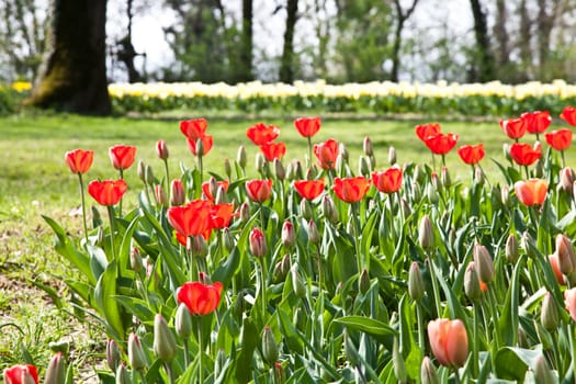 Selection of tulips filled by the sun. All flowers have turned heads to light